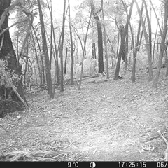 Macropus giganteus (Eastern Grey Kangaroo) at Crowther, NSW - 6 Jun 2025 by Frecko