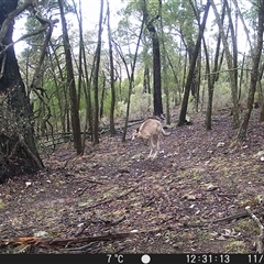Macropus giganteus (Eastern Grey Kangaroo) at Crowther, NSW - 11 Jun 2025 by Frecko