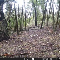 Macropus giganteus (Eastern Grey Kangaroo) at Crowther, NSW - 11 Jun 2025 by Frecko