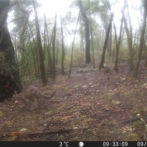 Macropus giganteus (Eastern Grey Kangaroo) at Crowther, NSW - 9 Jun 2025 by Frecko