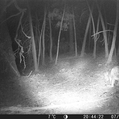 Macropus giganteus (Eastern Grey Kangaroo) at Crowther, NSW - 7 Jun 2025 by Frecko