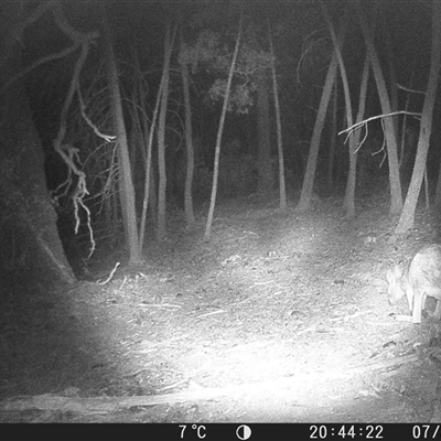 Macropus giganteus (Eastern Grey Kangaroo) at Crowther, NSW - 7 Jun 2025 by Frecko