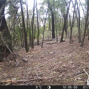 Macropus giganteus (Eastern Grey Kangaroo) at Crowther, NSW - 7 Jun 2025 by Frecko
