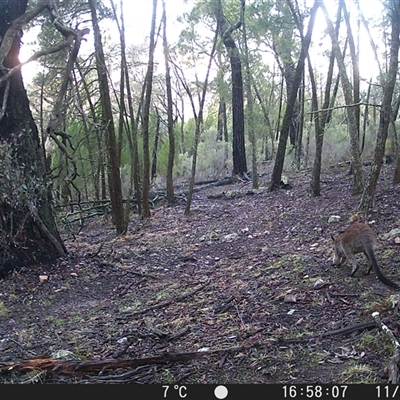 Notamacropus rufogriseus (Red-necked Wallaby) at Crowther, NSW - 11 Jun 2025 by Frecko