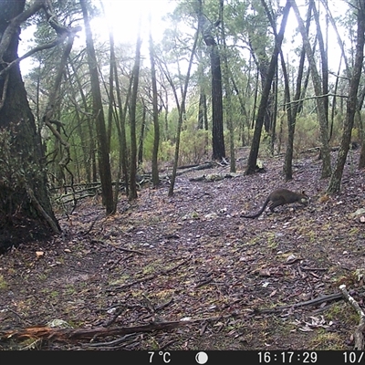 Wallabia bicolor (Swamp Wallaby) at Crowther, NSW - 10 Jun 2025 by Frecko