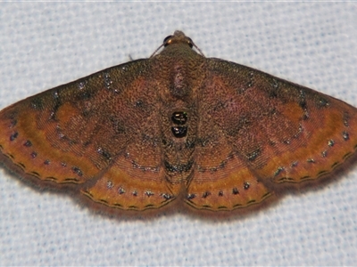 Homodes bracteigutta (An Erebid moth (Catocalini) at Weerriba, QLD - 18 Oct 2008 by PJH123