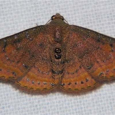 Homodes bracteigutta (An Erebid moth (Catocalini) at Weerriba, QLD - 18 Oct 2008 by PJH123