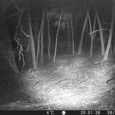 Wallabia bicolor (Swamp Wallaby) at Crowther, NSW - 8 Jun 2025 by Frecko