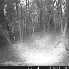 Wallabia bicolor (Swamp Wallaby) at Crowther, NSW - 6 Jun 2025 by Frecko