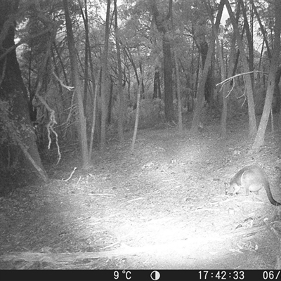 Wallabia bicolor (Swamp Wallaby) at Crowther, NSW - 6 Jun 2025 by Frecko