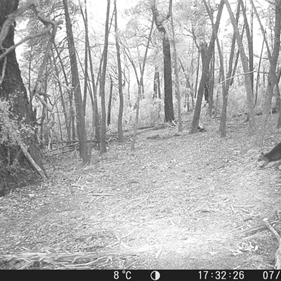 Wallabia bicolor (Swamp Wallaby) at Crowther, NSW - 7 Jun 2025 by Frecko