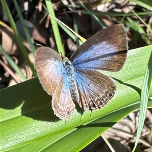 Nacaduba berenice at Arakoon, NSW - 7 May 2025 by Pirom