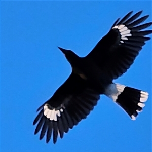 Strepera graculina (Pied Currawong) at Braidwood, NSW - 17 Jun 2025 by MatthewFrawley