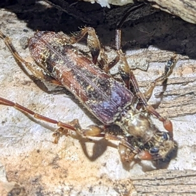 Tessaromma undatum (Velvet eucalypt longhorn beetle) at Kambah, ACT - 17 Jun 2025 by HelenCross