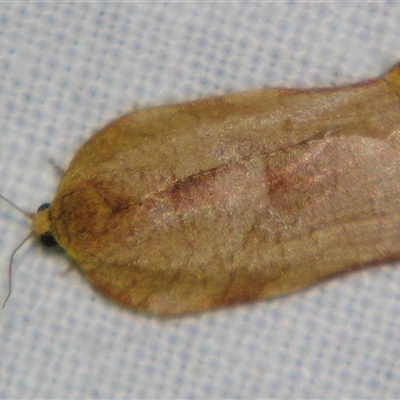 Homona trachyptera (A Tortricid moth (Archipini) at Weerriba, QLD - 18 Oct 2008 by PJH123