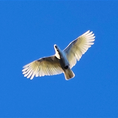Cacatua galerita (Sulphur-crested Cockatoo) at Braidwood, NSW - 17 Jun 2025 by MatthewFrawley