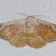 Autoba rubra (A Noctuid moth (Acontinae) at Weerriba, QLD - 18 Oct 2008 by PJH123