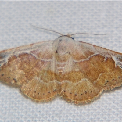 Autoba rubra (A Noctuid moth (Acontinae) at Weerriba, QLD - 18 Oct 2008 by PJH123