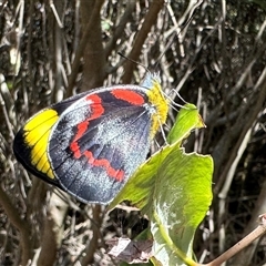 Delias nigrina at Diggers Camp, NSW - 8 Sep 2023 by Pirom