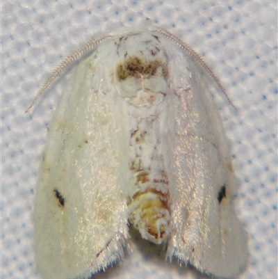 Niphopyralis chionesis (A Crambid moth (Wurthinae) at Weerriba, QLD - 18 Oct 2008 by PJH123