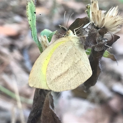 Eurema sp. (Genus) at Lakefield, QLD - 2 Aug 2022 by Pirom