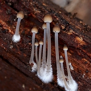 Unverified Uncategorised Fungi at Bruce, ACT - Yesterday by Lisa.Jok