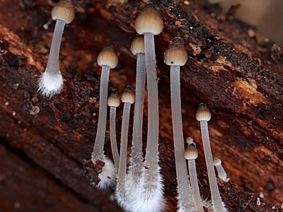 Mycena sp. (genus) (Mycena) at Bruce, ACT - 16 Jun 2025 by Lisa.Jok