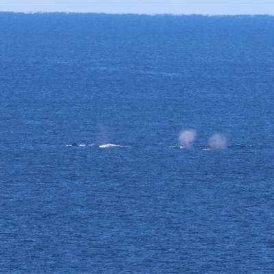 Megaptera novaeangliae (Humpback Whale) at Guerilla Bay, NSW - 16 Jun 2025 by LisaH