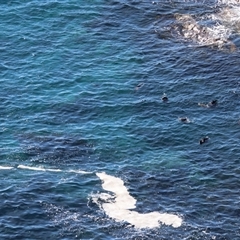 Arctocephalus pusillus doriferus (Australian Fur-seal) at Guerilla Bay, NSW - 16 Jun 2025 by LisaH