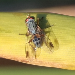 Unverified True fly (Diptera) at Guerilla Bay, NSW - 16 Jun 2025 by LisaH