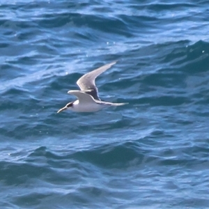 Thalasseus bergii (Crested Tern) at Guerilla Bay, NSW - 16 Jun 2025 by LisaH