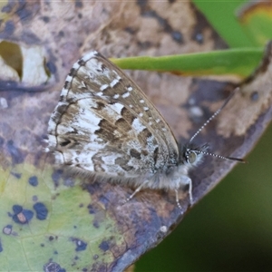 Unverified Blue or Copper (Lycaenidae) at Guerilla Bay, NSW - 16 Jun 2025 by LisaH