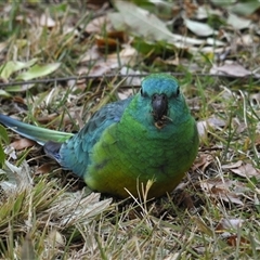 Psephotus haematonotus (Red-rumped Parrot) at Stirling, ACT - 16 Jun 2025 by Harrisi