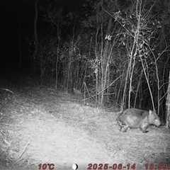 Vombatus ursinus (Common wombat, Bare-nosed Wombat) at Bucketty, NSW - 14 Jun 2025 by MartinPredavec
