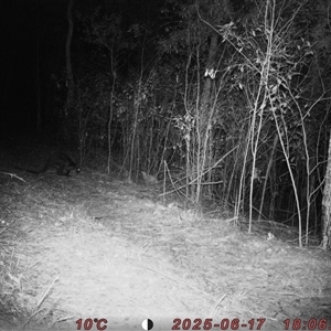 Wallabia bicolor (Swamp Wallaby) at Bucketty, NSW - 17 Jun 2025 by MartinPredavec