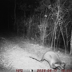 Wallabia bicolor (Swamp Wallaby) at Bucketty, NSW - Yesterday by MartinPredavec