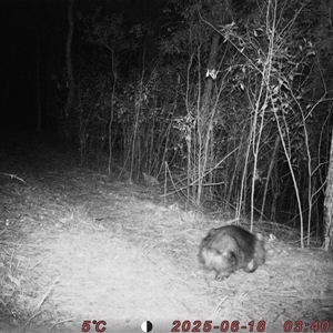 Vombatus ursinus at Bucketty, NSW - 18 Jun 2025 03:40 AM