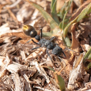Myrmecia piliventris (Golden tail bull ant) at Mullengandra, NSW - 5 Apr 2025 by ConBoekel