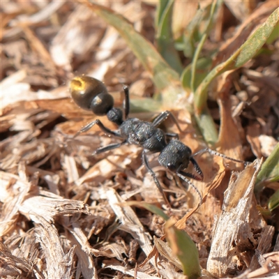 Myrmecia piliventris (Golden tail bull ant) at Mullengandra, NSW - 5 Apr 2025 by ConBoekel