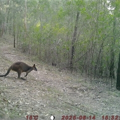 Wallabia bicolor (Swamp Wallaby) at Bucketty, NSW - 14 Jun 2025 by MartinPredavec