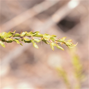 Unverified Wattle at Mullengandra, NSW - 5 Apr 2025 by ConBoekel