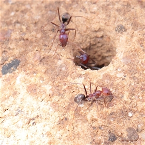 Iridomyrmex purpureus at Mullengandra, NSW - 5 Apr 2025 by ConBoekel