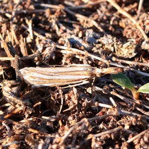 Hednota relatalis (A Crambid moth (Crambinae) at Yarralumla, ACT - 7 Apr 2025 by ConBoekel
