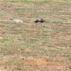 Eolophus roseicapilla (Galah) at Yarralumla, ACT - 7 Apr 2025 by ConBoekel