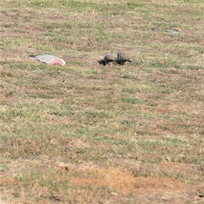 Eolophus roseicapilla (Galah) at Yarralumla, ACT - 7 Apr 2025 by ConBoekel
