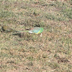 Psephotus haematonotus (Red-rumped Parrot) at Yarralumla, ACT - 7 Apr 2025 by ConBoekel