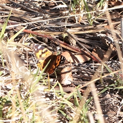 Vanessa kershawi (Australian Painted Lady) at Yarralumla, ACT - 7 Apr 2025 by ConBoekel