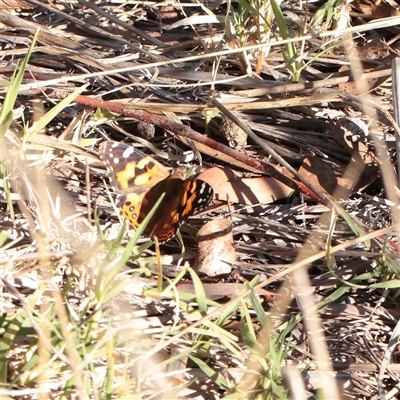 Vanessa kershawi (Australian Painted Lady) at Yarralumla, ACT - 7 Apr 2025 by ConBoekel
