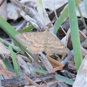 Scopula rubraria (Reddish Wave, Plantain Moth) at Yarralumla, ACT - 7 Apr 2025 by ConBoekel