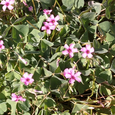 Oxalis debilis var. corymbosa (Pink Woodsorrel) at Yarralumla, ACT - 7 Apr 2025 by ConBoekel